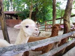 -清迈夜间动物园