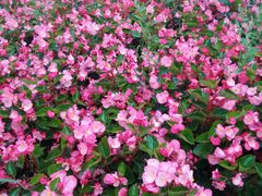 -北纬44度·金珠花海休闲农业旅游景区