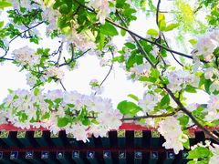 -海棠花溪(元大都城垣遗址公园)