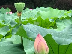 -陈家山荷花公园