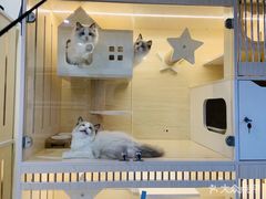 -柚子猫舍·精品猫舍购猫·猫咪认养·购宠·宠物店