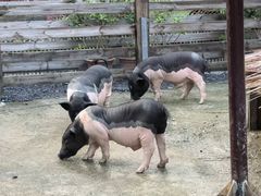 -广州锦绣香江度假别墅(官方直营店)