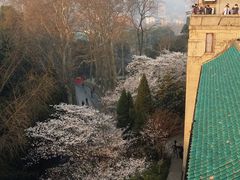 -武汉大学-樱园