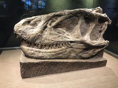 景点-自贡恐龙博物馆