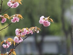 -嘉定紫藤园