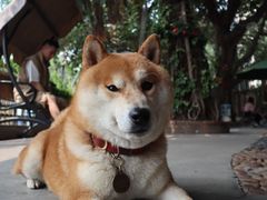 -柴犬高等学院·狗咖·柴犬售卖·宠物训练