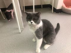 -我爱猫咪·猫咖·狗咖·安哥拉兔·羊驼咖(小寨华旗店)