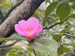 -杭州植物园