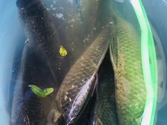 -塘栖枇杷特色园区