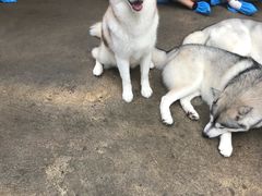 -TrueLove @ Neverland (Husky Cafe)