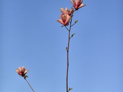 -莲湖公园