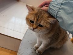 -Let's go狗咖·猫咖·奶狗·桌游(春熙路IFS店)
