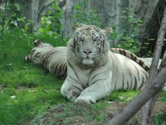 -北京野生动物园