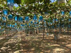 -马陆小张葡萄园农家乐