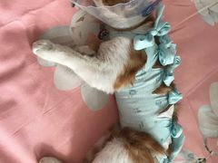 -纳吉亚猫专科动物医院博雅分院