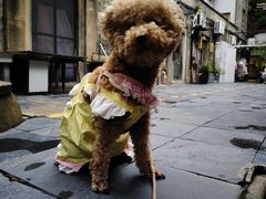 -上海外滩茂悦大酒店