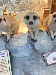 点击看大图 -Zoolung Zoolung动物主题公园(海信广场店)