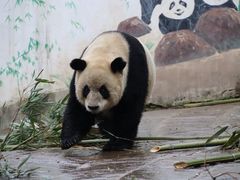 -中国大熊猫保护研究中心雅安碧峰峡基地
