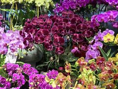 -溪岸路花鸟市场