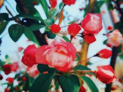 -天津东丽湖风景区