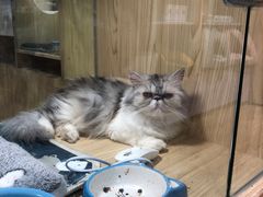 -屋虎猫馆(宝安大仟里店)
