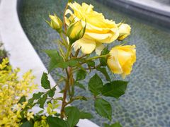 -昆山城市生态森林公园