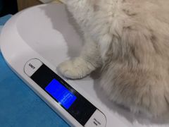 -艾贝尔宠物医院·24H转诊中心·肿瘤猫专科(江宁双龙店)