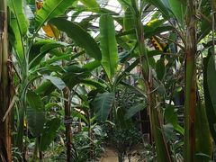 -呀路古热带植物园