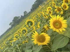 -苏州湾体育公园