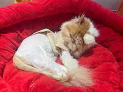 -有猫主题·治愈系猫咖(曾厝垵店)