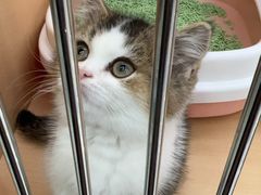 -老吴的猫·猫舍(新区店)