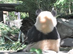 -都江堰中华大熊猫苑