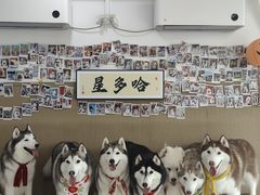 -星多哈·狗咖·拼豆·咖啡