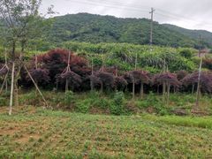 -北仑森林植物园