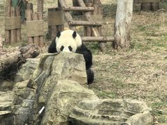 -武汉动物园