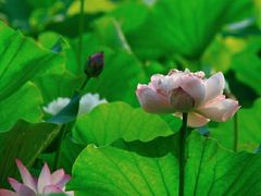 -莲花池公园