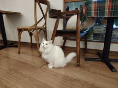 -有猫主题·治愈系猫咖(曾厝垵店)