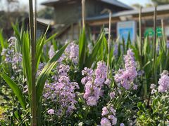 -松山湖梦幻百花洲