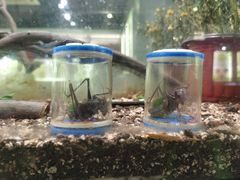 -上海昆虫博物馆