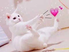 -CoCo都可(骆家庄新店)