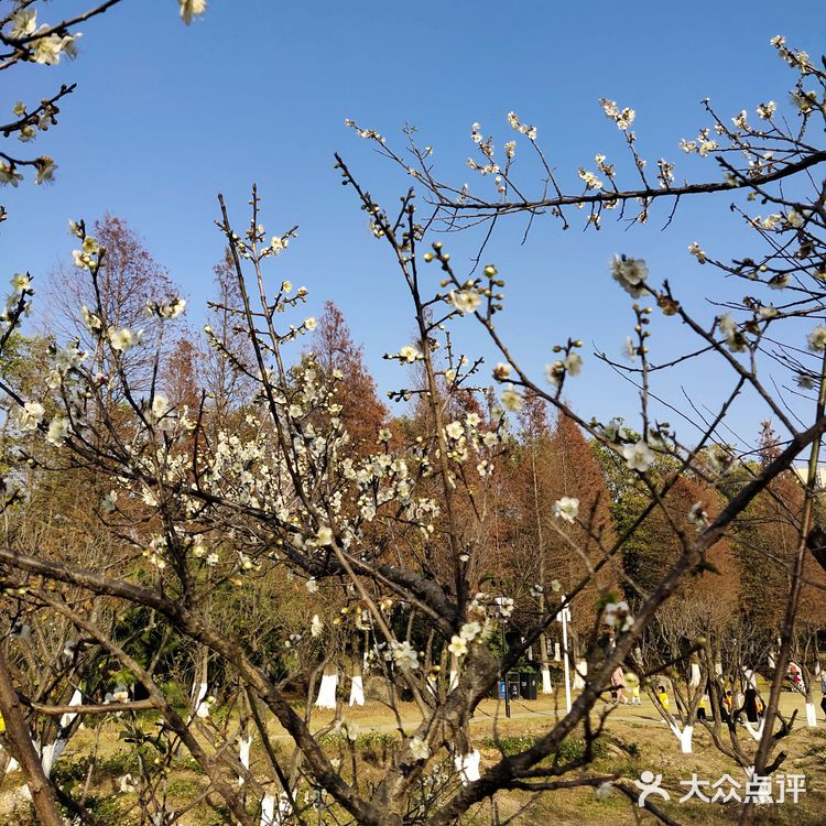 梅花和红杉，二者可得兼也！逛一个地方，赏两种风光