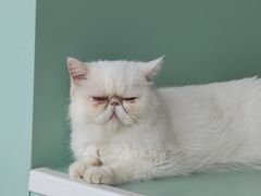 -怪兽屋·羊驼·猫咖·狗咖(俊华广场店)