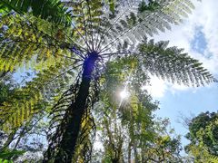 -海南热带雨林国家公园吊罗山景区