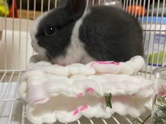 -雨林宠物医院 非犬猫异宠专科