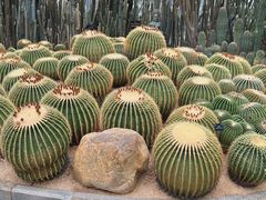 -深圳仙湖植物园