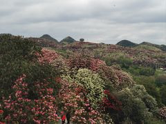 -贵州百里杜鹃风景名胜区