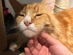 -猫小院猫主题咖啡厅(北锣店)