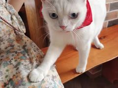 -蓝鲸·缅因猫舍