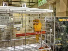 -立德动物医院·异宠·CT·鹦鹉(天河店)