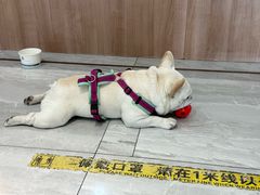 -北京派仕佳德动物医院·超导核磁·CT·神经科·骨科·内外科·急重症管理中心